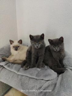 Russisch Blau und BKH Blue Point Edel Mix