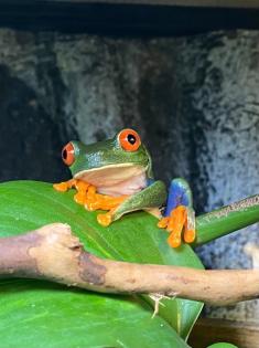 Rotaugenlaubfrösche Agalychnis callidryas