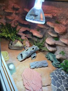 Terrarium inkl. zwei Leopardgeckos und diverses Zubehör
