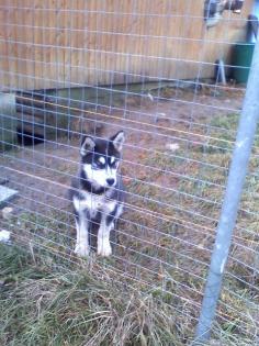 Huskyrüde ca. 4 5Monate alt