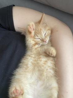 Britisch Kurzhaar Mix Kitten