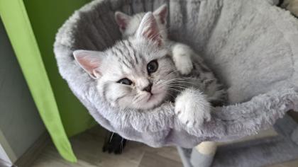 Bkh Kitten whiskas/ tabby