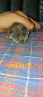 Reinrassige Perser Kitten
