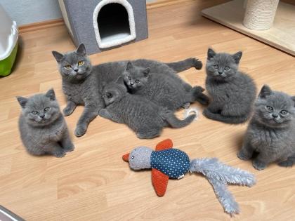 BKH Kitten Britisch Kurzhaar Katzenbabys Kitten