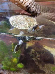 Mississippi Höckerschildkröte - männlich - mit Zuhause Kostenlos abzugeben