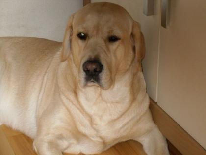 Kräftiges Blondes Labrador männlich 2 Jahre an liebevolle Hände abzugeben 30