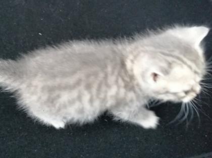 British Kurzhaar Kitten Blue Golden Tabby
