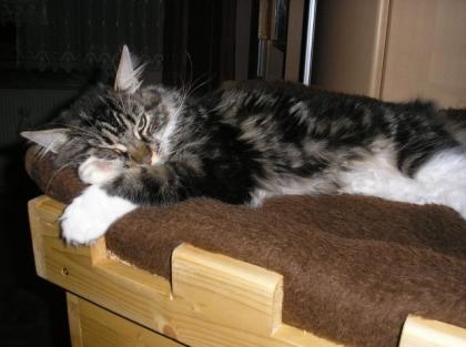 Maine Coon Katze im Wildlook