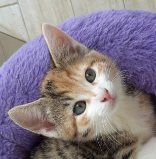 Hope - sucht dringend ein Zuhause aus dem Tierschutz / gechipt geimpft