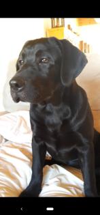 Verkaufe Labrador Hündin Liesel