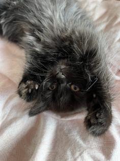 2 Baby BKH-Mix Kitten bereit für Abgabe