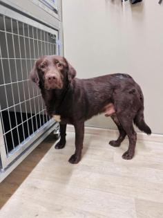 Callahan - lieb schüchtern - Labrador-Mix