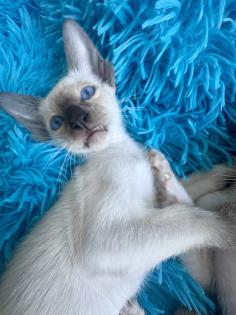 Siamkitten aus Zucht mit Herz