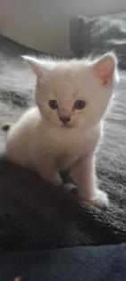 Scottish Straight Kitten