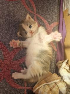 Reinrassige Maine Coon Kitten