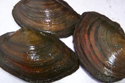 Japan Koi Teichmuscheln Algenfresser Biotopfische uvm. vom Koi Center Schaffl
