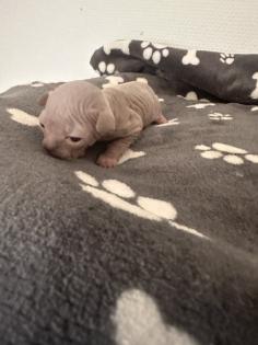 Sphinx kitten zu verkaufen