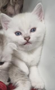 Britisch Kurzhaar Kitten