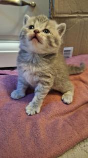 Zuckersüße BKh Kitten reinrassig suchen liebevolles Zuhause