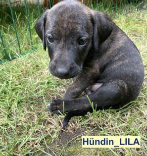 Bildhübscher schlauer Ridgeback Mix - 1x Rüde 8x Hündin