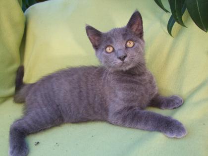 Kleine Kätzchen / Kitten / Katzenbabys