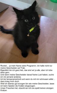 Norwegisch-sibirische Waldkatzenbabys 12 Wochen