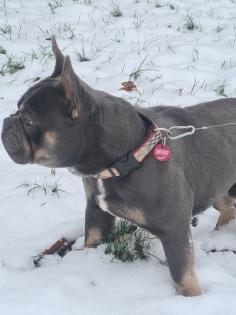 Französische Bulldoggen Welpen lilac solid lilac tan blue and tan
