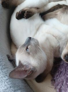 Siam / Thai Kitten Blue Point Babys Kätzchen. 1 Junge. Abgabebereit.
