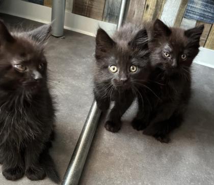 Maine Coon Alter-Moderator Typ mix