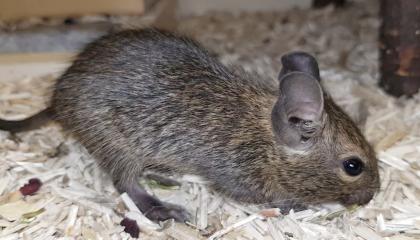 Junger Degu M sucht ein Zuhause