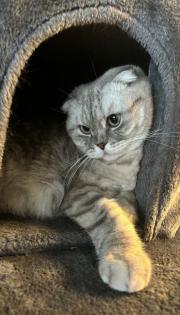 Liebevolle Katze Minos sucht neues Zuhause