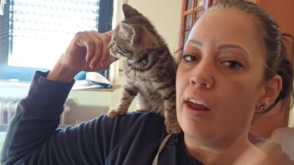 Bkh kitten reinrassig