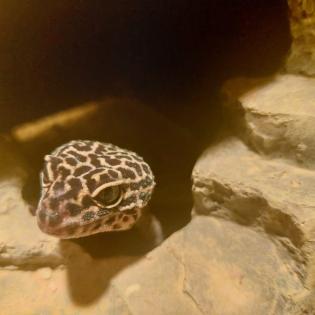 VK Terrarium mit 4 Leopardengeckos