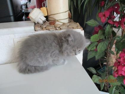 Reinrassige Perser Kitten mit Nase
