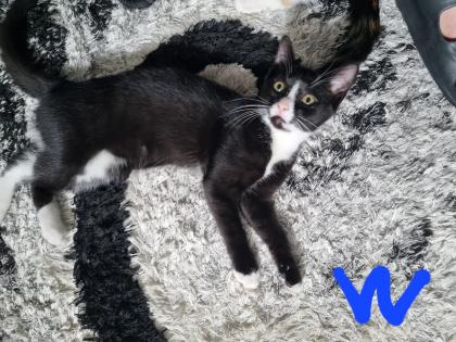 1 Bkh mix Katze mit 5 Kitten