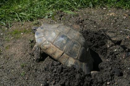 Breitrandschildkröten Testudo marginata eigene Nachzucht 2022.