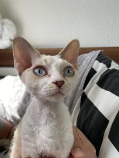 Devon Rex Kitten Abgabe Anfang August