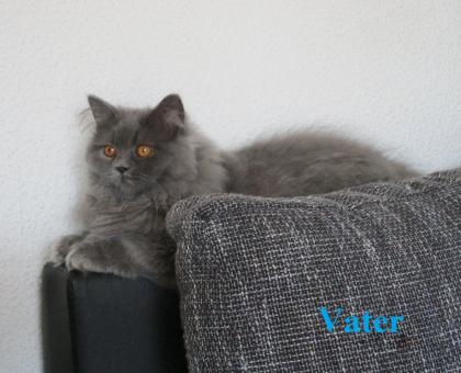 Reinrassige Perser Kitten mit Nase