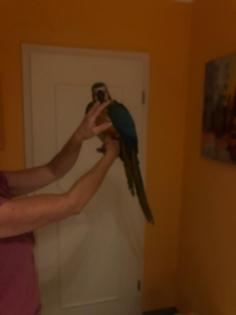 Gelbbrustara 1. 0 Handaufzucht
