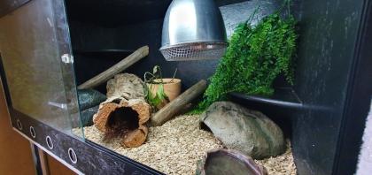 Königspython mit Terrarium Zubehör