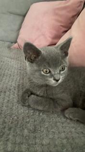 BKH kitten Mädchen