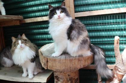 Norwegische Waldkatze- LILIANA -reinrassig mit Ahnentafel