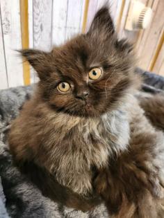 Maine Coon Perser Katze