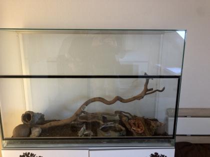 Kornnatter mit Terrarium