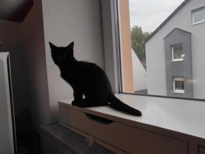 Kitten Kätzchen Babykatze Katzenbaby EKH