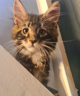 Maine Coon Kitten Stammbaum/ alte Linie