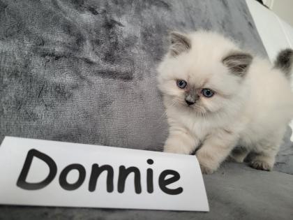 Reinrassige BLH Kitten in Blue Point suchen liebevolle Familie
