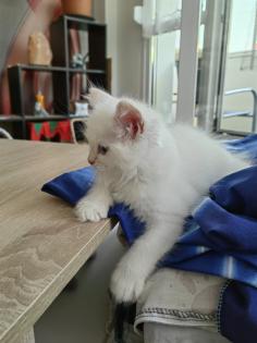 Maine Coon /BLH Katerchen Archie sucht ab 01. 08. 23 sein Zuhause