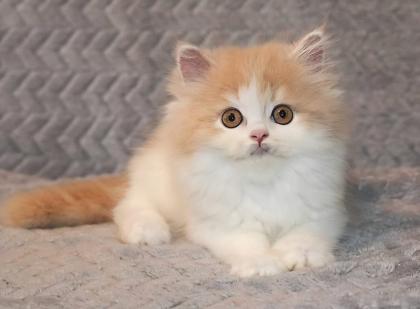 Selkirk Rex / Straight Kitten mit Stammbaum