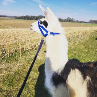 Lieber Lama Hengst 7 Jahre